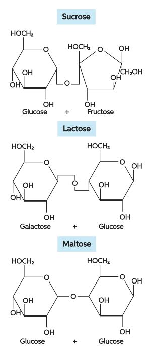 Hydrolysis Of Maltose Products