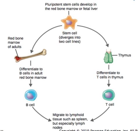 Chapter Adaptive Immunity Specific Defenses Of The Host Flashcards