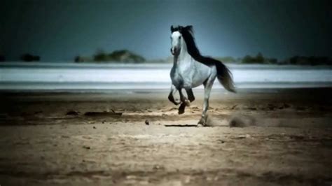 Wild Horses Galloping | www.pixshark.com - Images Galleries With A Bite!