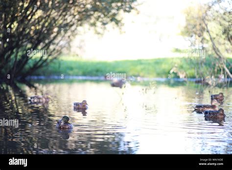 Autumn background in the park Stock Photo - Alamy