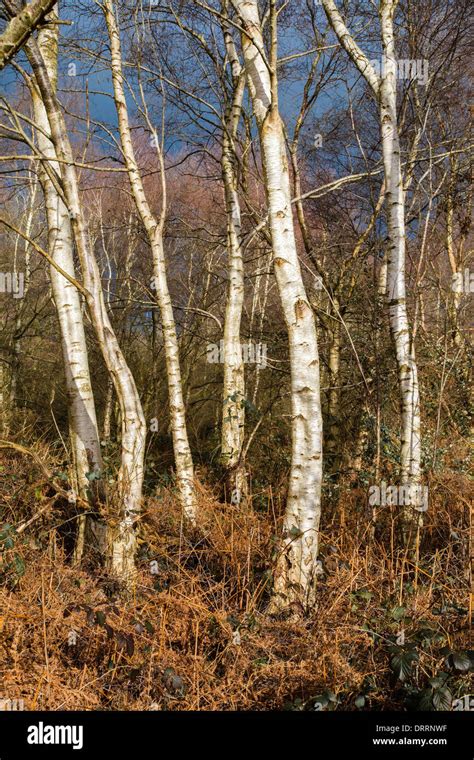 Arbres Corce Blanc Bouleau Blanc Betula Pendula Dans Les Bois Sur