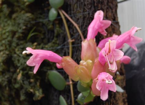 Aeschynanthus Species “thai Pink” Gesneriad Reference Web