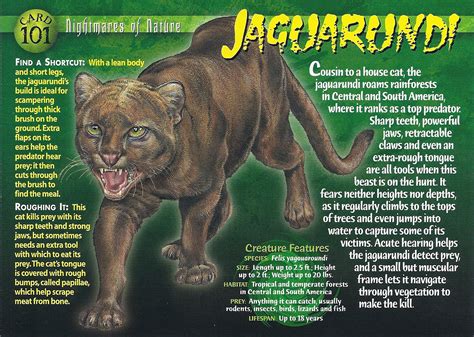 Image Jaguarundi Front Wierd Nwild Creatures Wiki Fandom