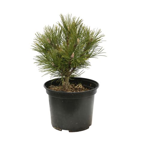 Pin De Montagne Pinus Mugo Hesse 2030 Pot 3l Truffaut