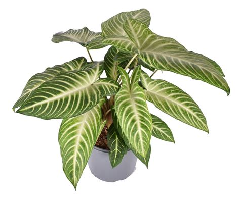 Xanthosoma Lindenii Plant Wholesale Floraccess