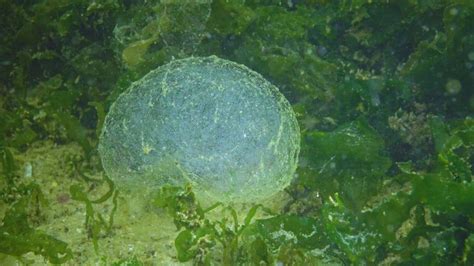 Reproduction of sea worms, polychaetes. Eggs of polychaetes in the mucous bag, Black Sea by ...