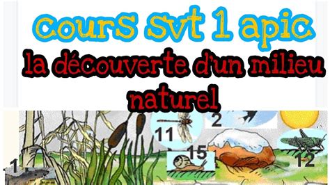 la découverte d un milieu naturel 1apic svt YouTube