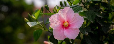 Hibiscus Plant Easy Guide: How to Grow and Care for It