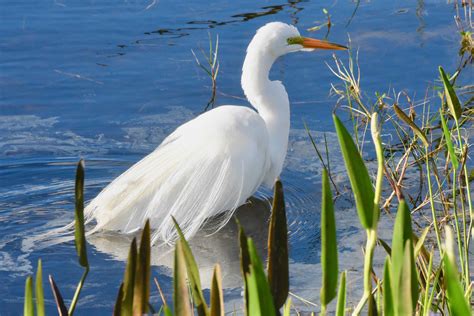 Great Egret