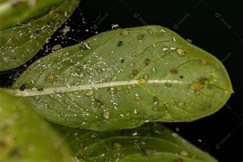 Grupo De Pequenos Pulg Es Verdes Da Fam Lia Aphididae Em Um Ramo Da