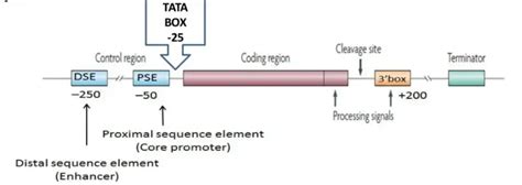 Small nuclear RNA (snRNA) - Structure, Types, Definition - Biology ...