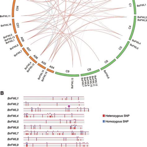 Collinear Correlation Analysis Of FWL Genes And Variation Distribution