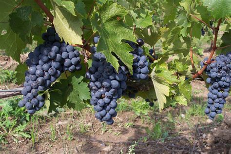 Harvest Grapes Free Stock Photo - Public Domain Pictures