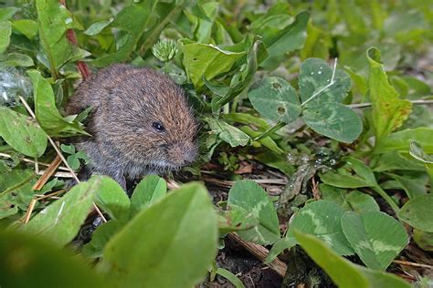 Baby Vole Photograph by Asbed Iskedjian