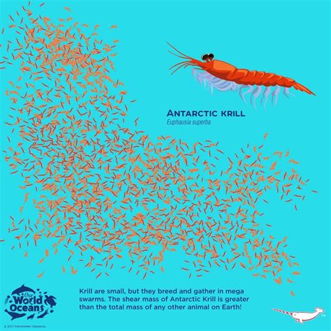Antarctic Krill | Antarctic krill, Animal facts, Ocean creatures