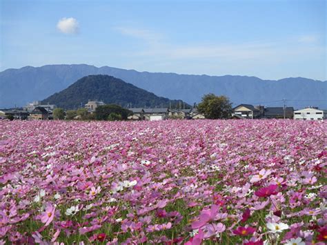 奈良の秋の花2023藤原宮跡の秋の風物詩一面に広がる300万本のコスモス橿原市