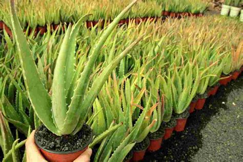 Beneficios De La Sábila Aloe Vera Propiedades Y Para Qué Sirve