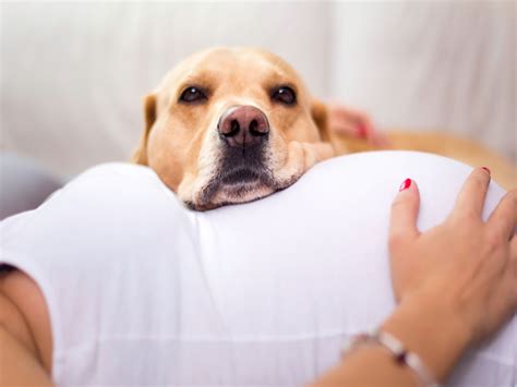 Una Mujer Queda Embarazada De Un Perro