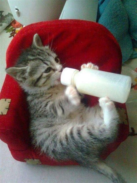 17 Best Images About Got Milk On Pinterest Loretta Young Ava