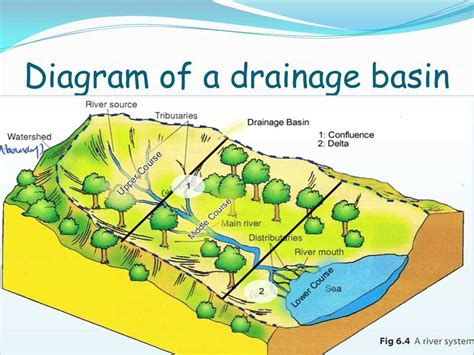 Understanding The River System A Comprehensive Diagram