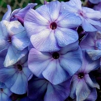 Флокс метельчатый Blue Boy Phlox paniculata Blue Boy С1 купить, отзывы ...