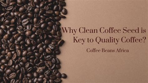 All About South Americas Drought And Coffee Scarcity Coffee Beans Africa