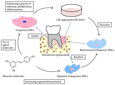 Periodontal Ligament Stem Cells