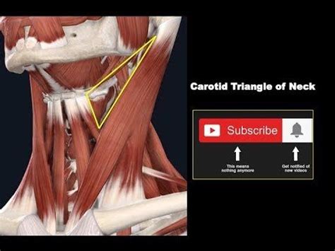 Carotid Triangle of the Neck | Boundaries | Contents | | Human anatomy ...