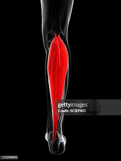 Calf Muscle Anatomy Photos and Premium High Res Pictures - Getty Images