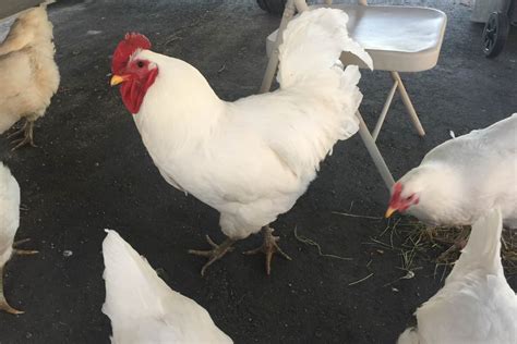 Jersey Giant Chicken Complete Care Guide And Breed Profile