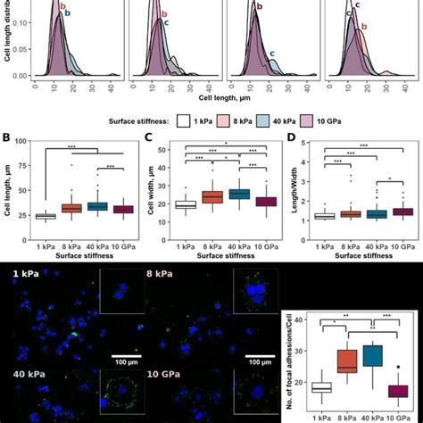 Mcf 7 Cell Interaction With The Surfaces Of Different Stiffnesses Download Scientific Diagram