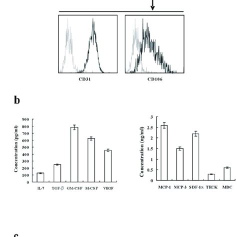 The Characteristics Of The Endothelial Cells From The Cns A The Cns