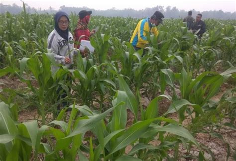 Kementan Kendalikan Hama Jagung Dengan Teknologi Ramah Lingkungan Monitor