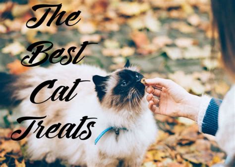 The 5 Best Tasting Cat Treats 2025 Cat Mania