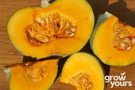 Pumpkin ‘whangaparaoa Crown Seeds Heirloom Pumpkin Seeds Nz Grow Yours