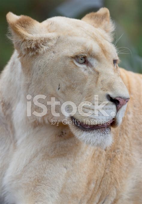 White Lioness Portrait Stock Photo Royalty Free Freeimages