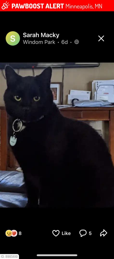 Minneapolis Mn Lost Male Cat Mr Man Is Missing Pawboost