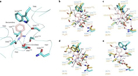 Structure Of The Benzamidine Moiety Binding Site Of Blt And Comparison