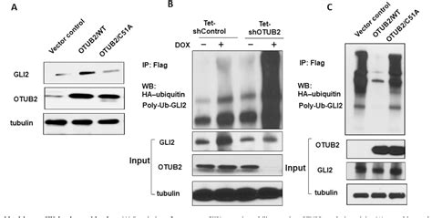 Figure From Regulation Of Gli Stability By Deubiquitinase Otub