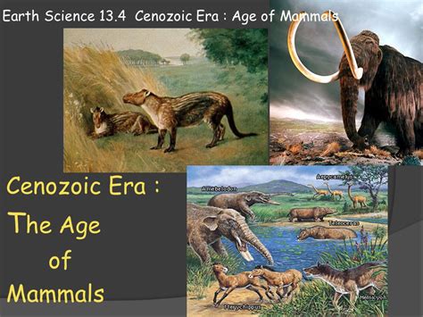 From The Cenozoic Era Animals And Plants