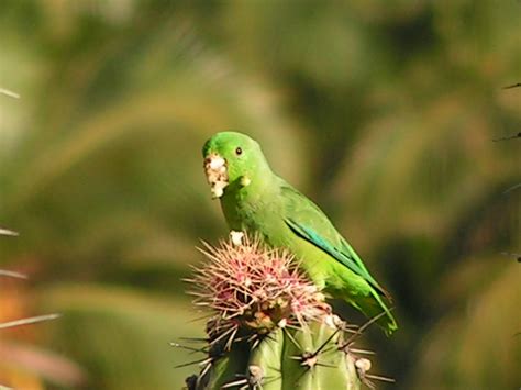 Retratos Del Mundo Aves De Venezuela