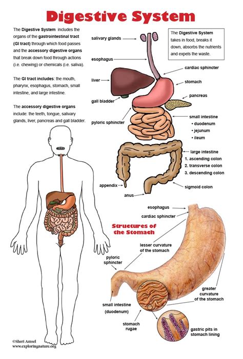 Diseases Of Digestive System Exam Room Anatomy Poster Clinicalposters