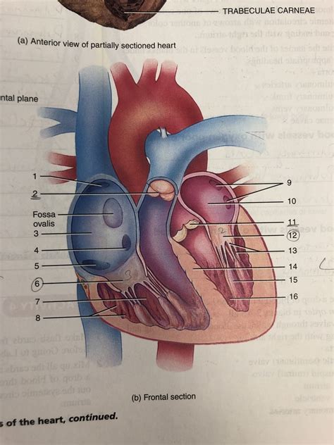 Internal Features Of The Heart Diagram Quizlet