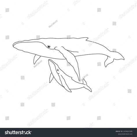 Vector Isolated Two Whales Big Whale Stock Vector Royalty Free