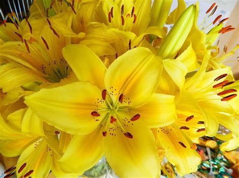 Flowers Lilies Bright Bouquet Stamens Hd Wallpaper Pxfuel