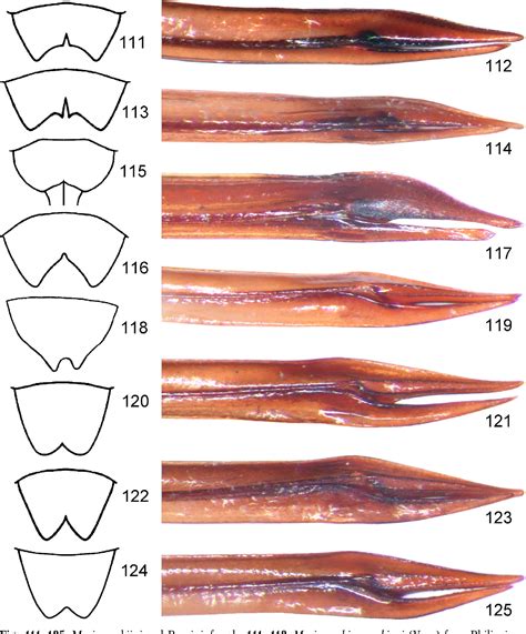 Figure 111125 From Taxonomic Notes On The Cricket Subfamilies