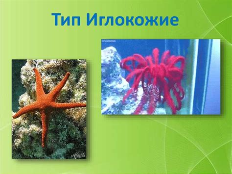 Тип Иглокожие - презентация онлайн