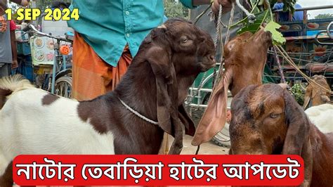 আজকের নাটোর তেবাড়ীয়া হাটের ছাগলের আপডেট। কেমন ছাগল উঠেছে কেমন দামে