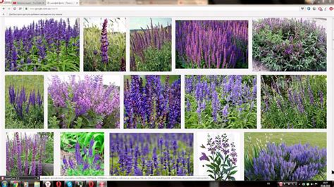 Шалфей лекарственный (Salvia officinalis) - YouTube
