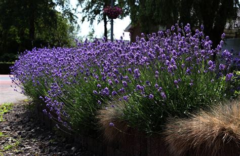 Lawenda Hidcote Blue Strain Lavandula Sadzonka Ceny I Opinie Ceneo Pl